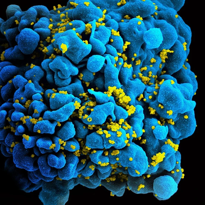 Odkrywanie immunologii: od komórek układu odpornościowego po współczesne badania