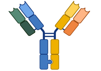 Immune Laboratory